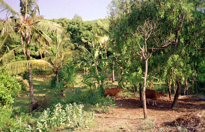 Padang