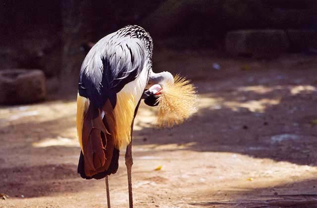Bird-Park-03