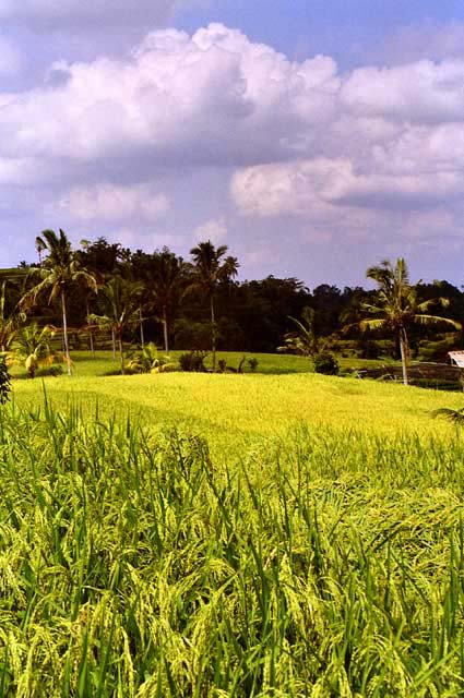 Rice-Terrace-02