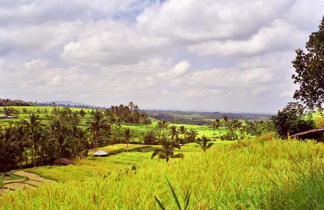 Rice-Terrace-03