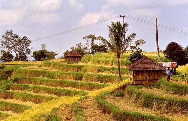 Rice-Terrace-04