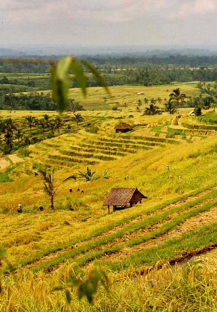 Rice-Terrace-05