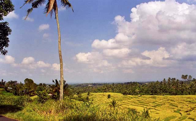 Rice-Terrace-06