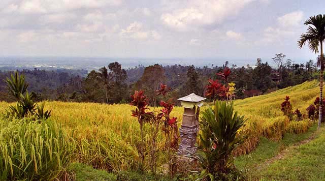 Rice-Terrace-09