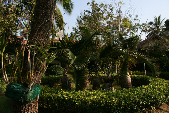 KoSamui_006