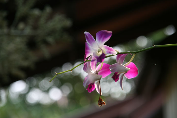 KoSamui_037