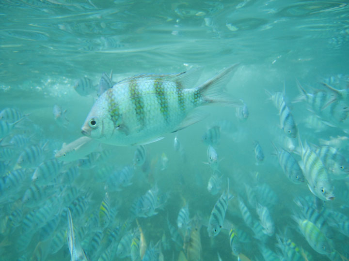 KoSamui_063