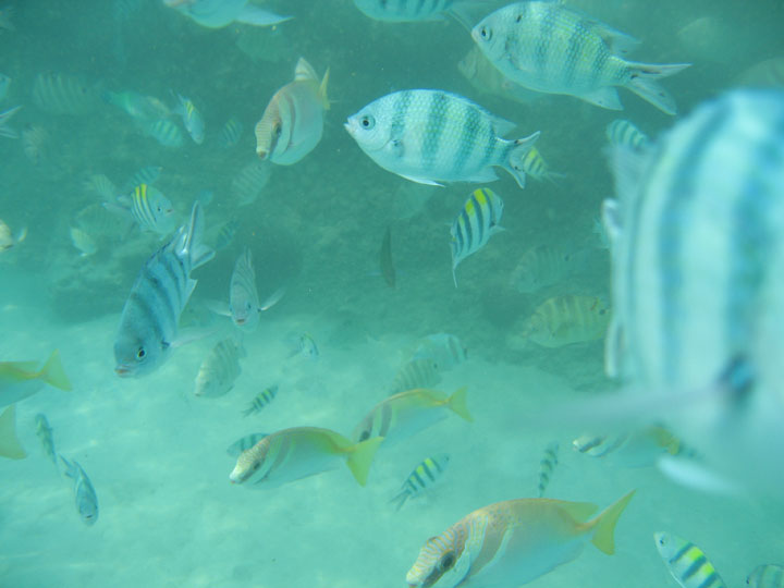 KoSamui_064