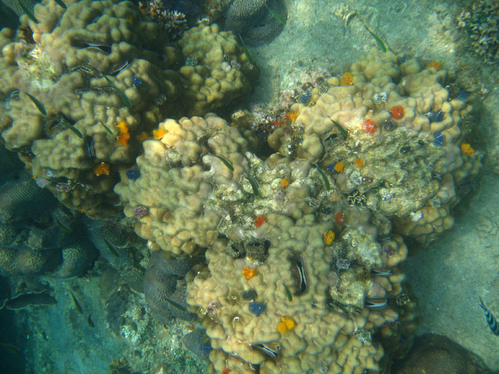 KoSamui_068