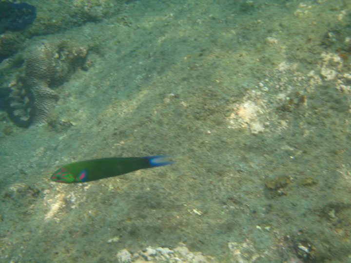 KoSamui_071