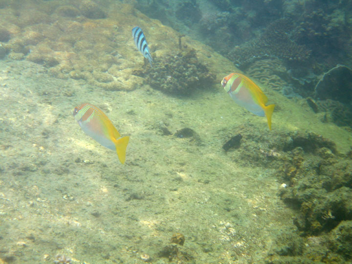 KoSamui_072
