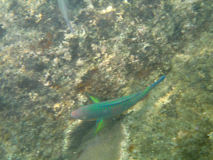 KoSamui_073