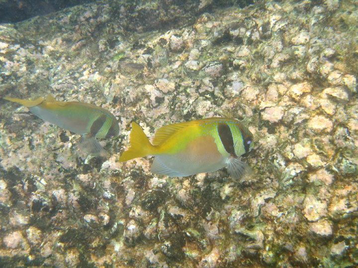 KoSamui_074