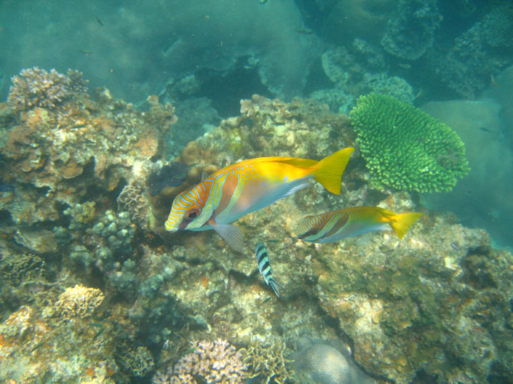 KoSamui_079