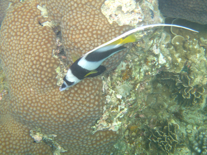 KoSamui_080