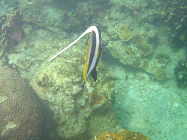 KoSamui_081