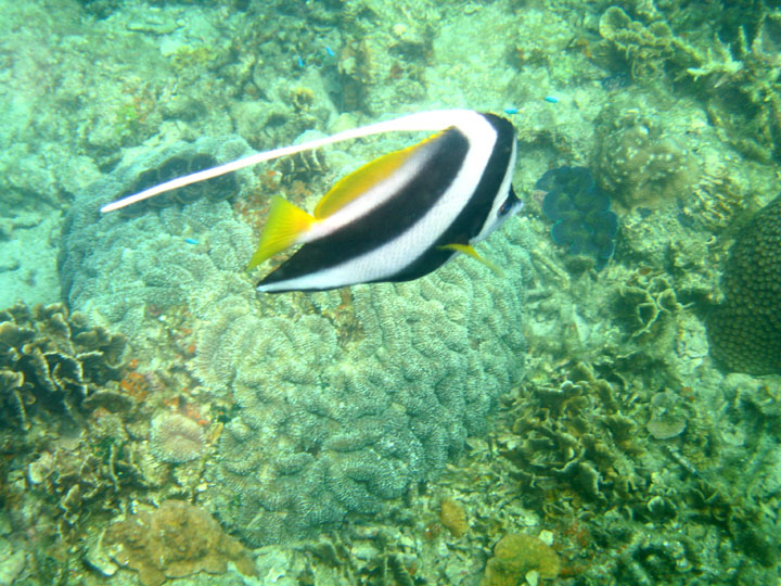 KoSamui_082