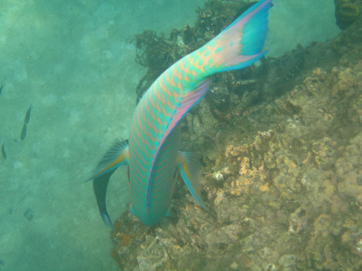 KoSamui_083