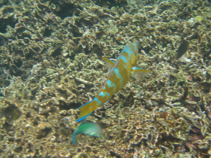 KoSamui_090