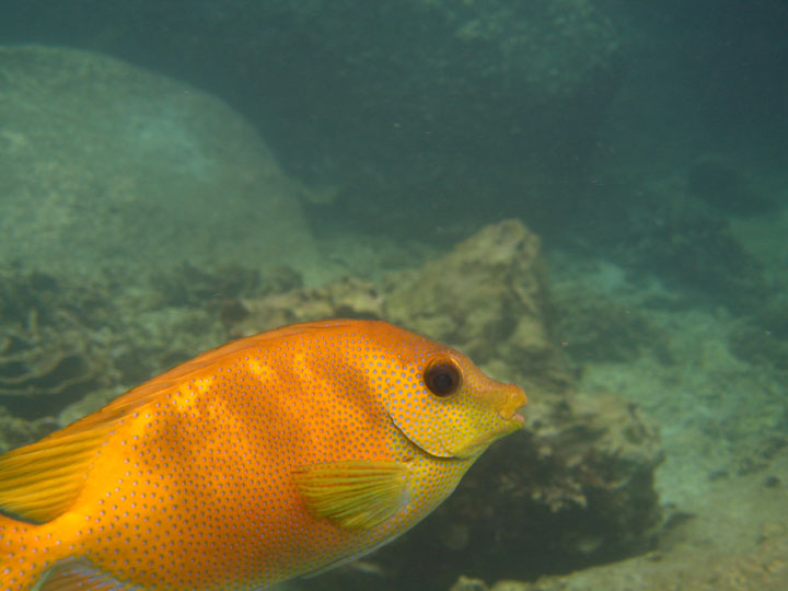 KoSamui_091