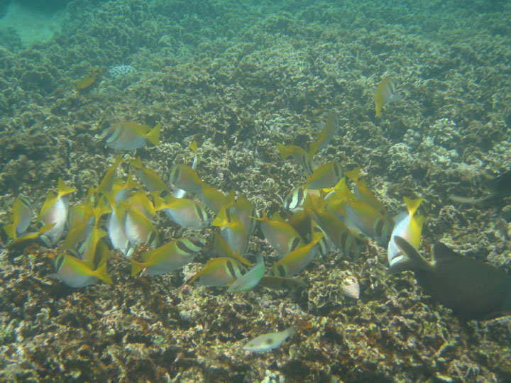 KoSamui_092
