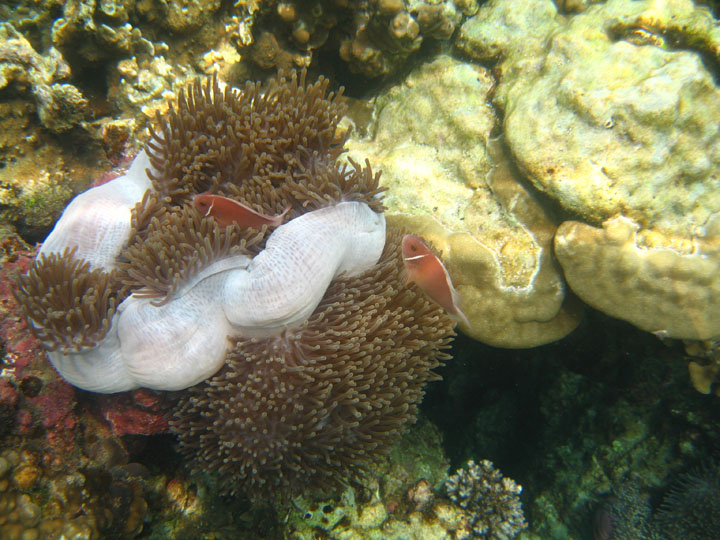 KoSamui_096