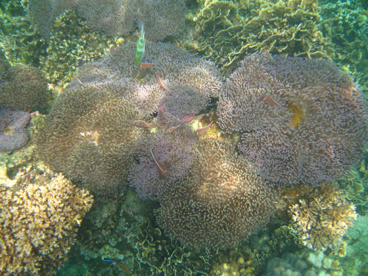 KoSamui_097
