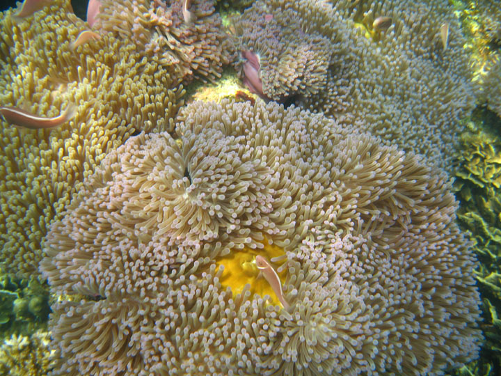 KoSamui_098