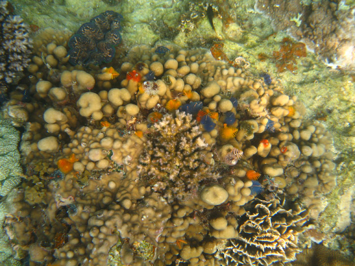 KoSamui_099