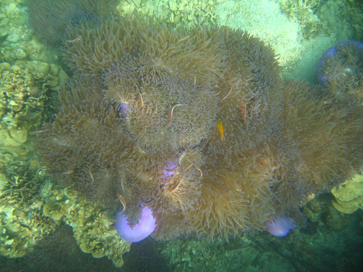 KoSamui_100