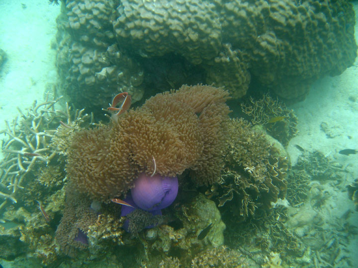 KoSamui_102