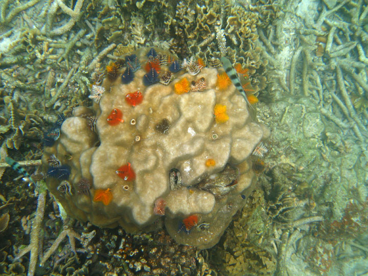 KoSamui_103