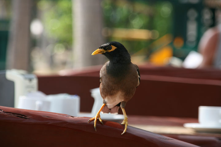 KoSamui_144
