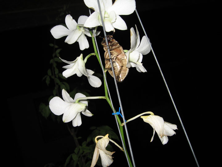 KoSamui_250
