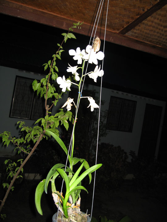 KoSamui_251